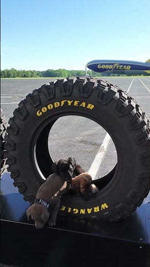 Good dogs 🤝 Goodyear