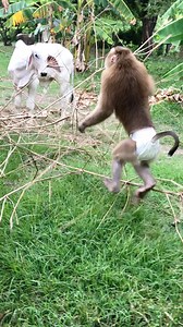 Jason Caution Invite Cow To Eat Grass | Monkey Jason