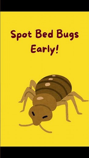 How to Stop Bed Bugs Fast!