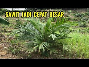 Tips for caring for newly planted oil palms so they grow quickly