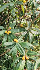 Phytonutrients 101: Loquat | The Weeds and Seeds Guy