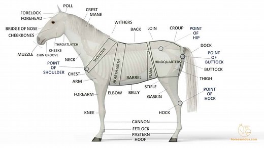 Parts Of A Horse - A Complete guide With 3D Visible Horse