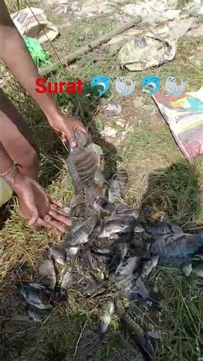 #newsong #bhojpuri pavan shing 👌🥰🐬🦭🦭