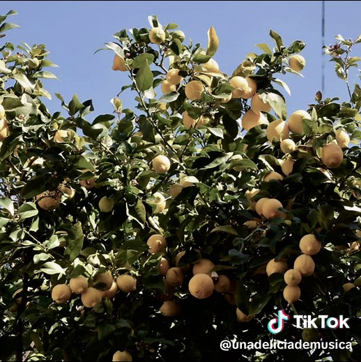 Lemon Tree: La Canción Clásica de los 90