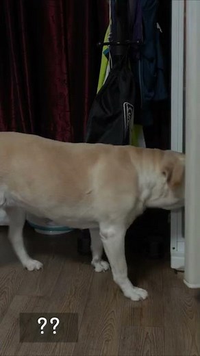I told the retriever that it was dying of heat, and it ran inside the house lol