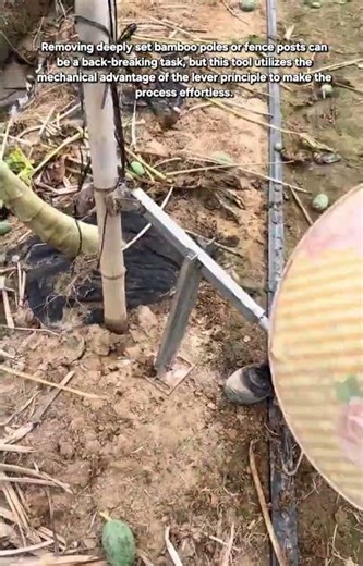 Innovative Lever Tool for Easy Bamboo Pole Removal | Smart Farming Hack