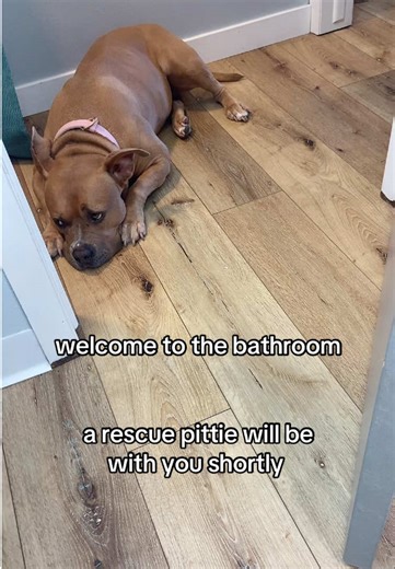 helen the dog on TikTok