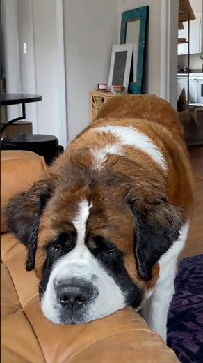 This is a Saint Bernard!