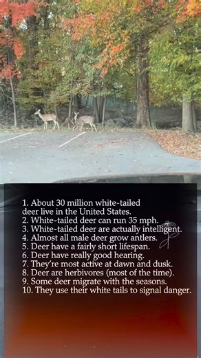 Fun facts about deer #fall #autumn #deer #fblifestyle #usareels #usa #highlights | Gracia Robles