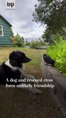 A dog and rescued crow form unlikely friendship