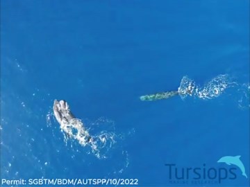RAW VIDEO: What a Moby-Dick! Sperm whales filmed headbutting for first time to validate classic novel