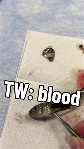 Importance of Precision Dissection in Marine Biology