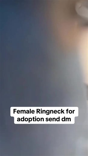 Female Indian ringneck for adoption #parrotsoftiktok #indianringneck #indianringneckparrot #fyppppppppppppppppppppppp