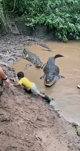 Child Falls Into Crocodile Pit and Miraculously Survives