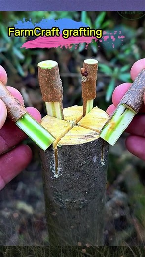 Engaging Creative Vaccination Techniques for Plants