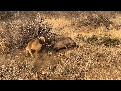 lioness hunting warthog inside the burrow video