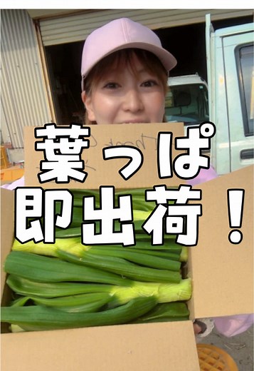 新玉ねぎ葉っぱの収穫とおすすめレシピ