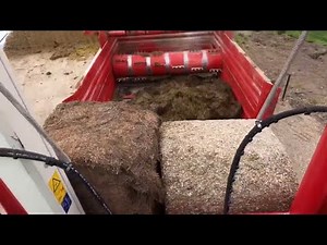 Our special way of feeding the cattle