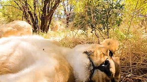 I know, I know, when watching our videos, we make it look so easy, but oftentimes the end result comes from working with great editors! Here are just a few of the mishaps you miss. We hope this video gets your weekend off to a smiling start! Kevin Richardson #lions #bloopers #oops #bestfriends | Kevin Richardson