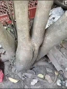 Lagunding Dagat: Ornamental and Medicinal Benefits