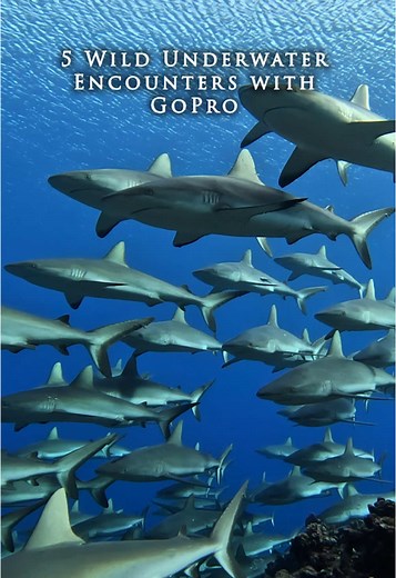 Celebrating Earth Day with Underwater Wildlife Wonders