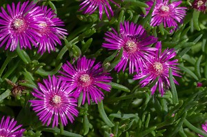 How to Grow and Care for Ice Plants