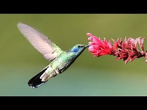 10 INCREIBLES curiosidades del Colibrí