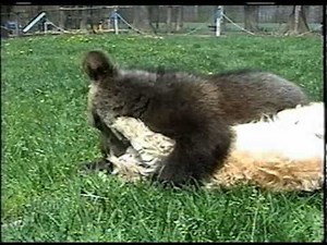 GRIZZLY BEAR CUB AND BICHON DOG WRESTLE