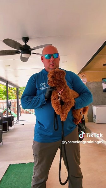 Entrenamiento de Obediencia para Cachorros Golden Doodle