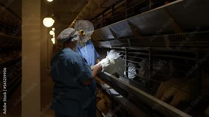 Female farmers checking the health of livestock chickens. Farmers checking the feathers of the livestock birds. Checking the bodies of the farmed livestock chickens. Animal health inspection.
