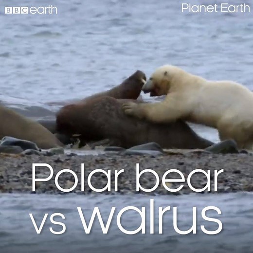 52M views · 138K reactions | A bear's gotta try! #PlanetEarth | BBC Earth | Facebook