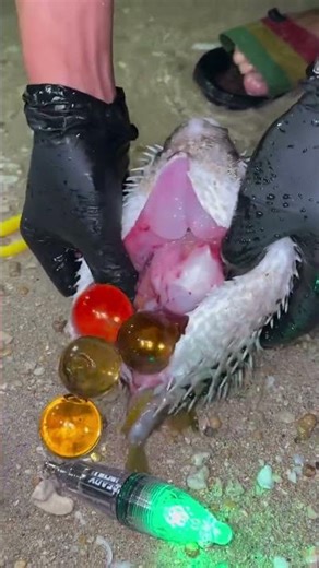 Watch This Fish EXPLODE (Not What You Think!) 🐡💥 #shorts #youtubeshorts #fishing