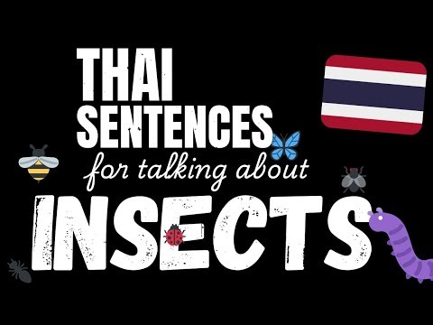 100 Easy Thai sentences - Insects | Learn A1 Thai vocabulary