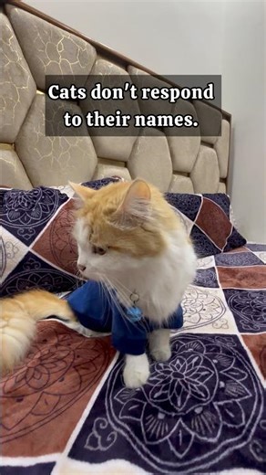 Meet a very vocal cat Milky