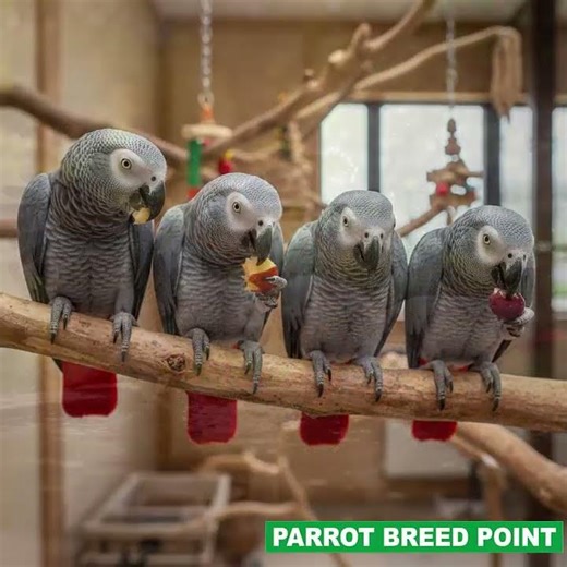 Beautiful African Grey Parrot Parenting Moment