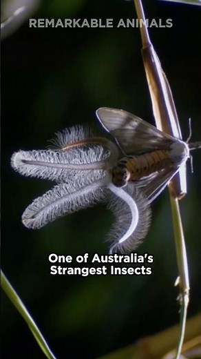 Australian Horror Moth