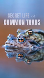 Mateusz Piesiak on Instagram: "The love story of common toads  I recently spent some time by the ponds, watching common toads during their mating season. These often-overlooked creatures are truly fascinating! Check out this short video where I share some cool facts about them  Let me know in the comments if you enjoy this kind of content and if you’d like more nature stories in the future! #wildlifephotography #nature #spring #commontoad #bufobufo #mateuszpiesiak #animals"