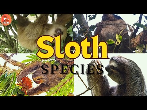 🦥🌟Amazing Types of Sloth Species in English for Kids #kidslearning #animals #sloth 🦥🌟