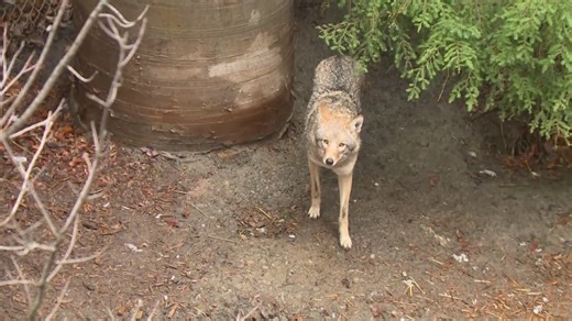 'Stay in sight of your pets': Westlake police warn residents after 2 reports of coyotes attacking small dogs
