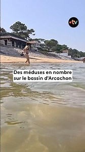 🪼 A large number of jellyfish in the Arcachon Basin