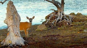 Nature: Key deer in Florida