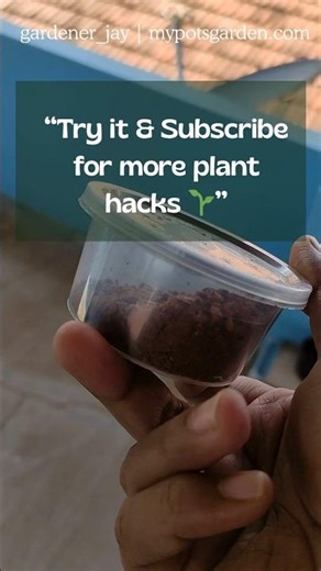 Ground Bee Problem? Here’s What I Used 🐝❌ #groundbee #pestcontrolplants #mypotsgarden