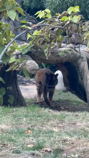 Cincinnati Zoo | The Malayan tiger wears the characteristic striping pattern of black stripes on orange & white that provides excellent camouflage. Their... | Instagram