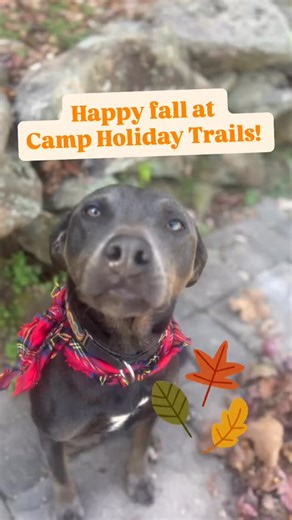 In the midst of a busy fall filled with job fairs for summer recruitment, tabling events, our new Med Korner groundbreaking reception, alumni weekend, and end-of-year fundraising, it’s always a good idea to pause and take in the beauty around us. Camp is especially colorful today with all the autumn leaves!  If you get a moment this week, step outside and enjoy some time in nature—you deserve it! #campholidaytrails #natureisbeautiful #fall | Camp Holiday Trails | Facebook