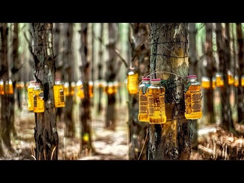 Harvesting and Processing Pine Resin and Pine Nuts: A Fascinating Journey from Forest to Factory
