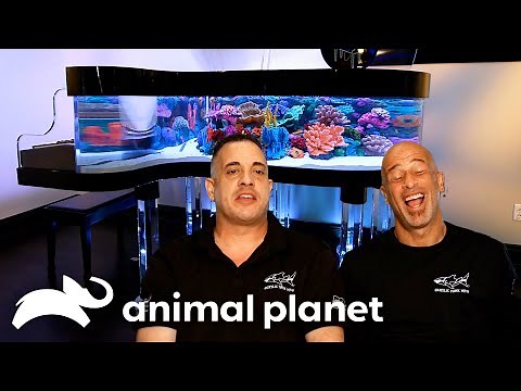 The Craziest Fish Tanks Ever Built | Tanked | Animal Planet