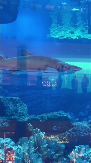 "Dubai Mall Aquarium — Dive into a World of Wonder!"
