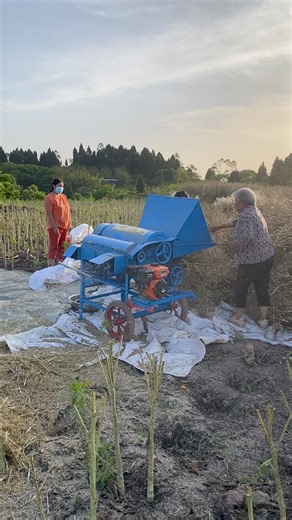 multifunctional rice sheller with vibrating sieve with 7.5hp gasoline engine #ricesheller #paddythresher | Backbone machinery