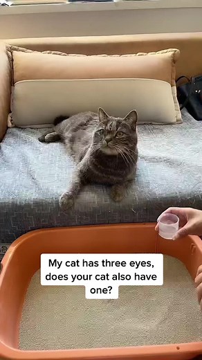Cat with Three Eyes: What Does it Mean?