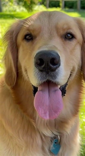 Golden Retriever Winks at Camera: A Charming Moment #GoldenRetriever #DogWink #PetVideos